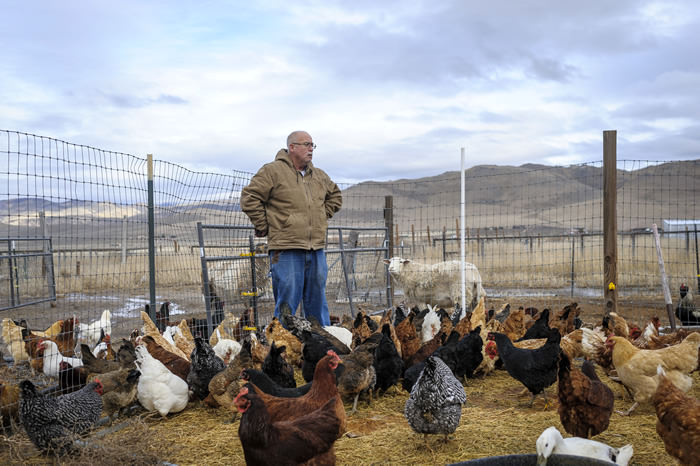 Cover Wix chickens1 wr