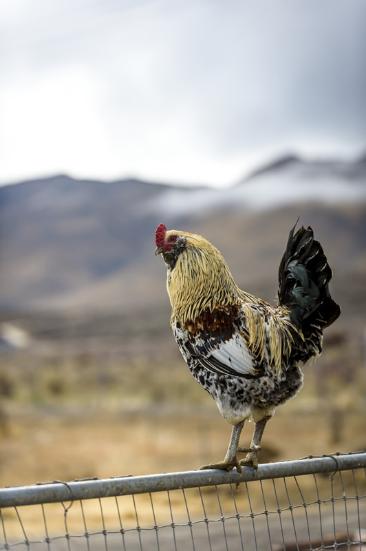 Cover Wix chickens3 wr