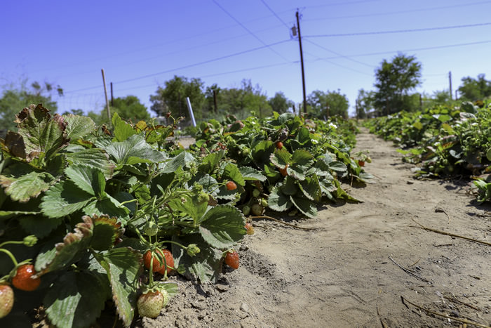 littlebusybeefarm 04