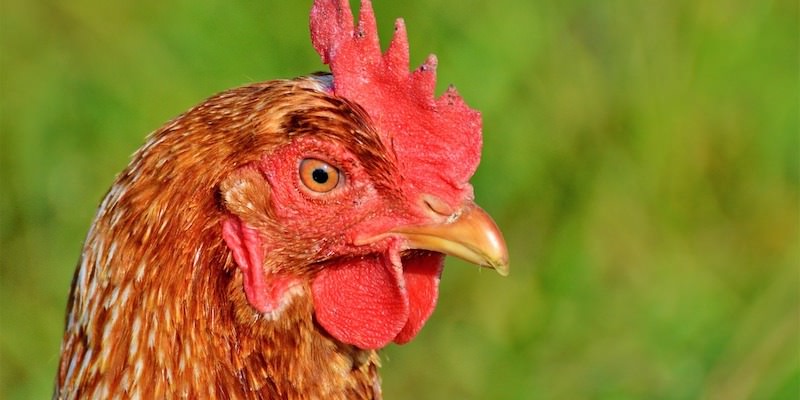 chicken 3033625 1280