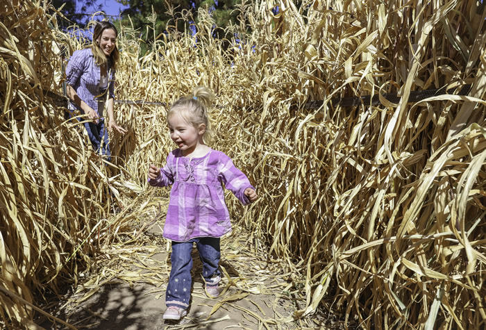lil megs pumpkin patch 7