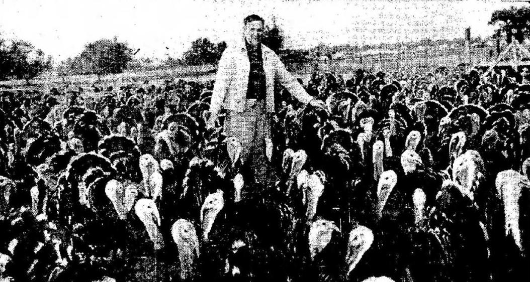 Margrave and turkeys cropped