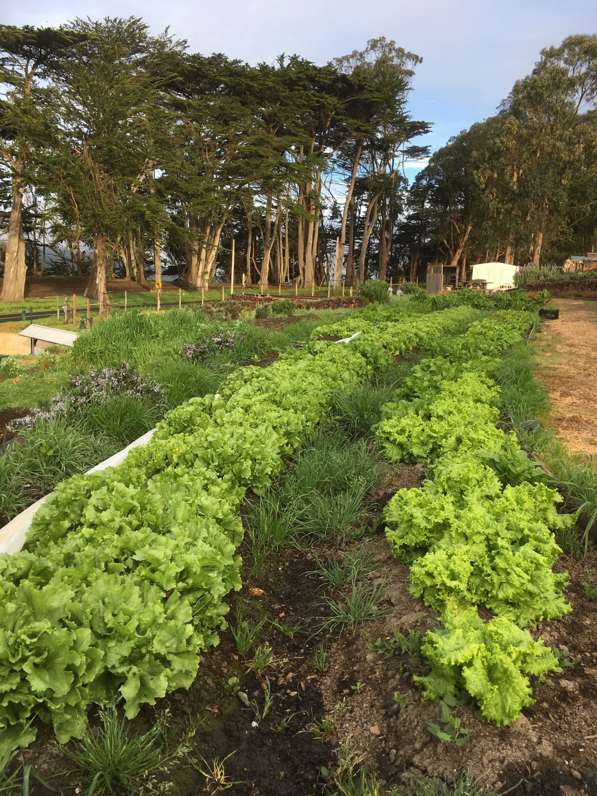 Nicks Cove Farm Spring greens 2017 credit Brendan Thomas