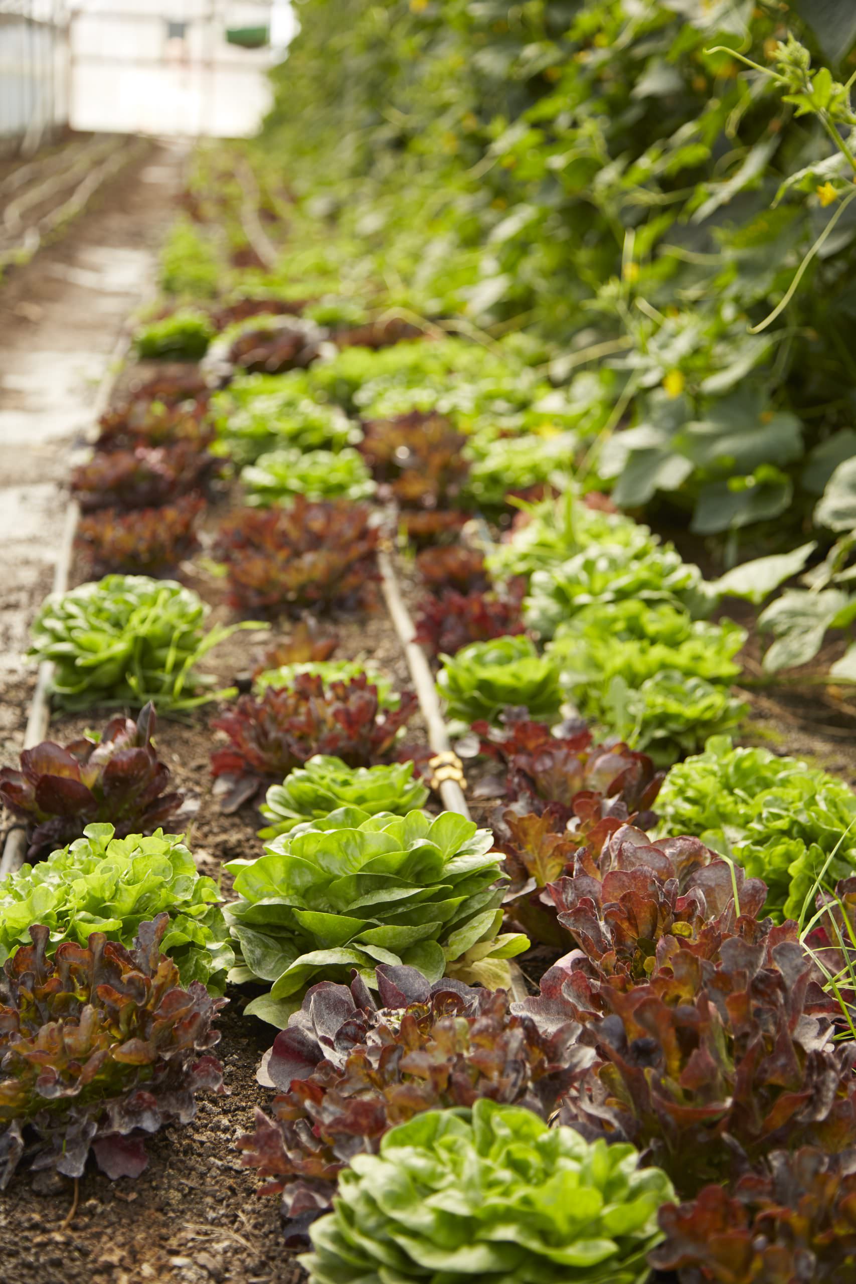 Prema Farm 0001