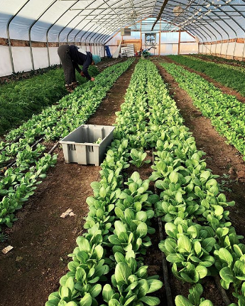 BokChoy1