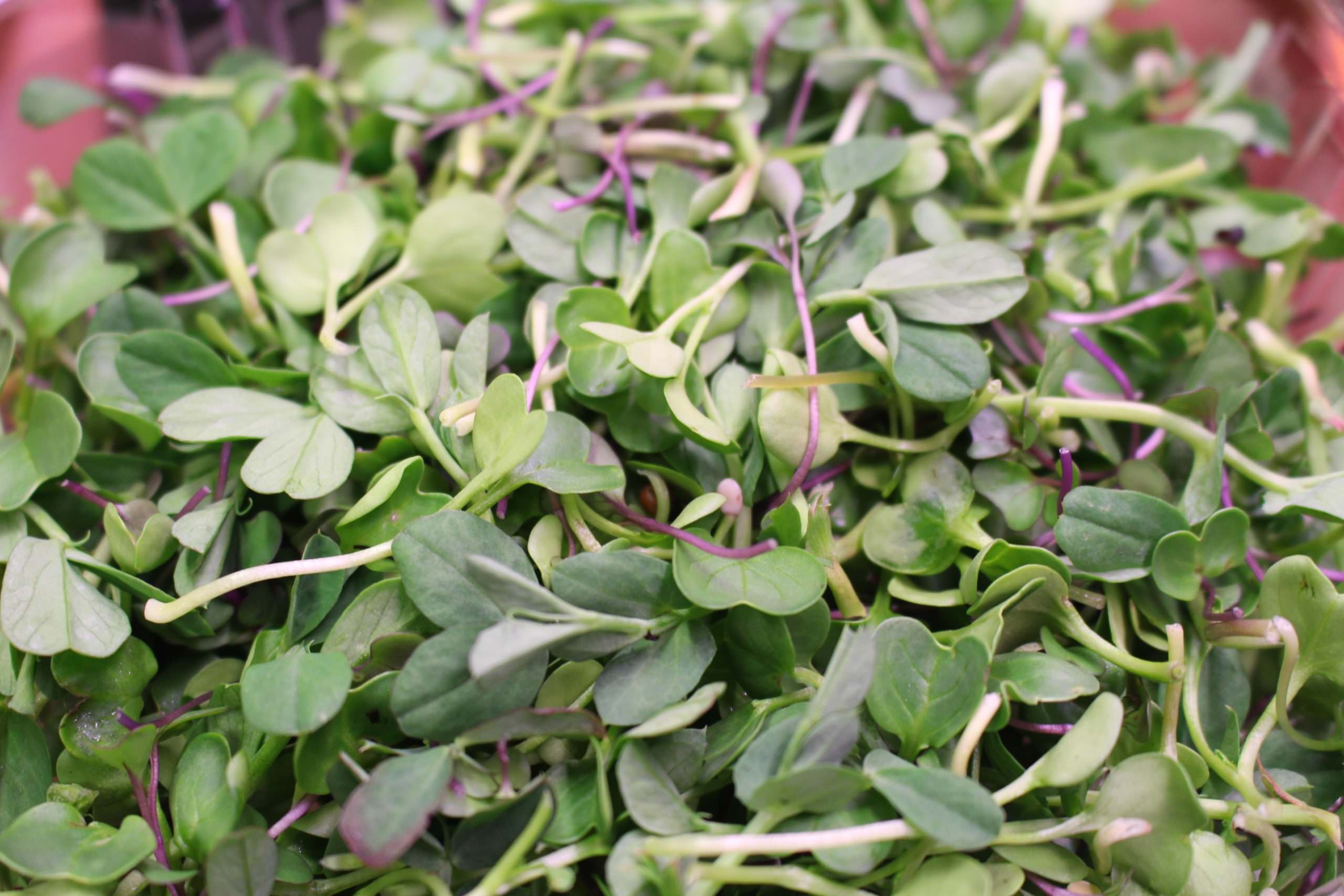 Microgreens