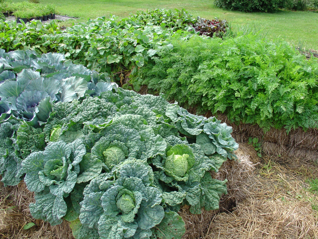 Bigcabbage