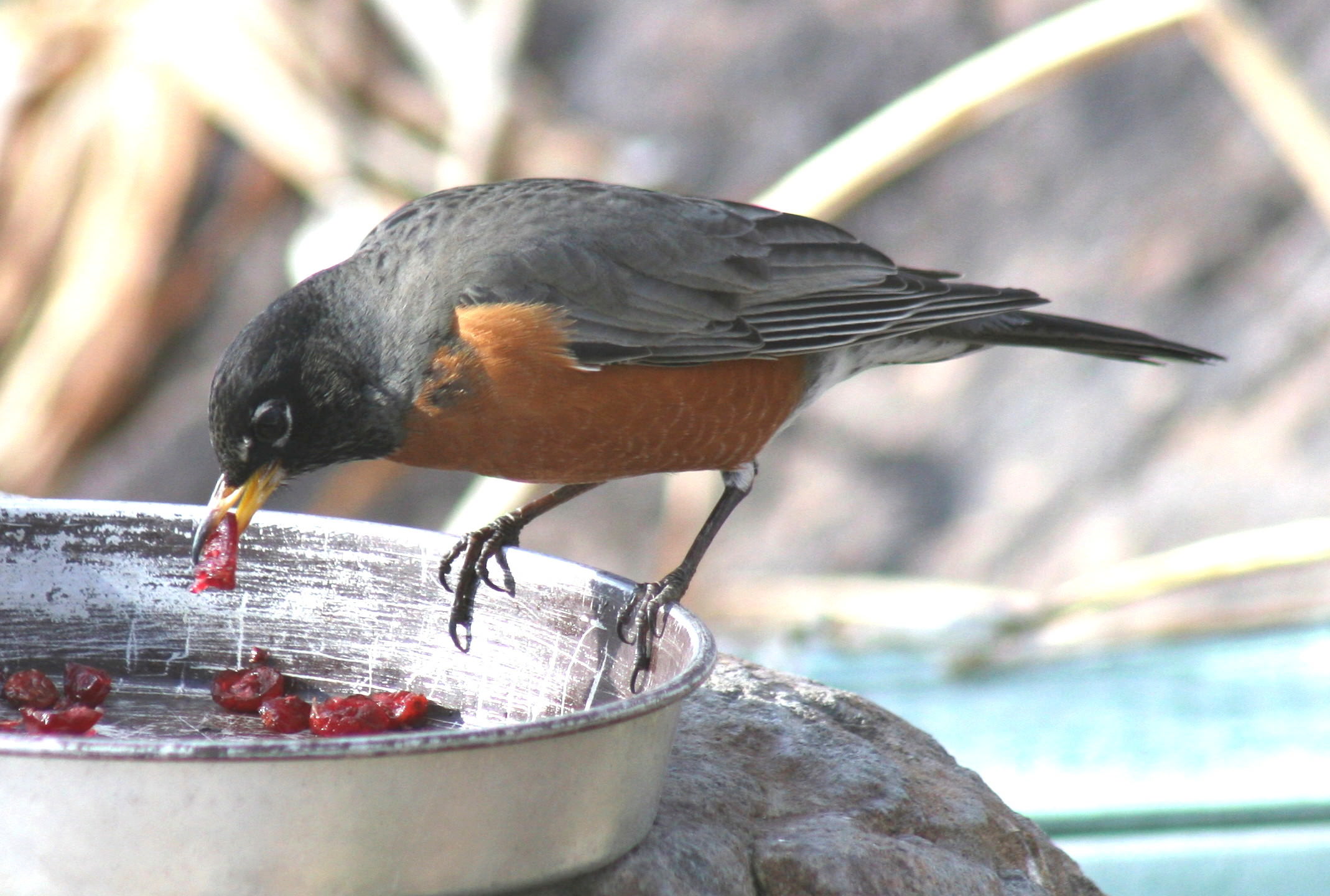 American Robin eating craisins