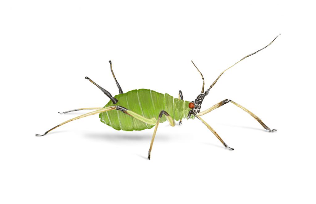 Aphid 1
