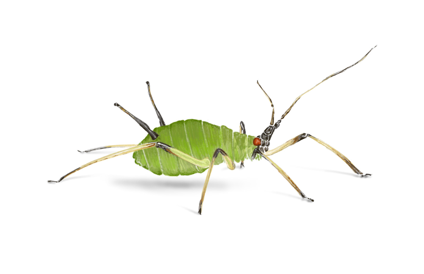 Aphid 1