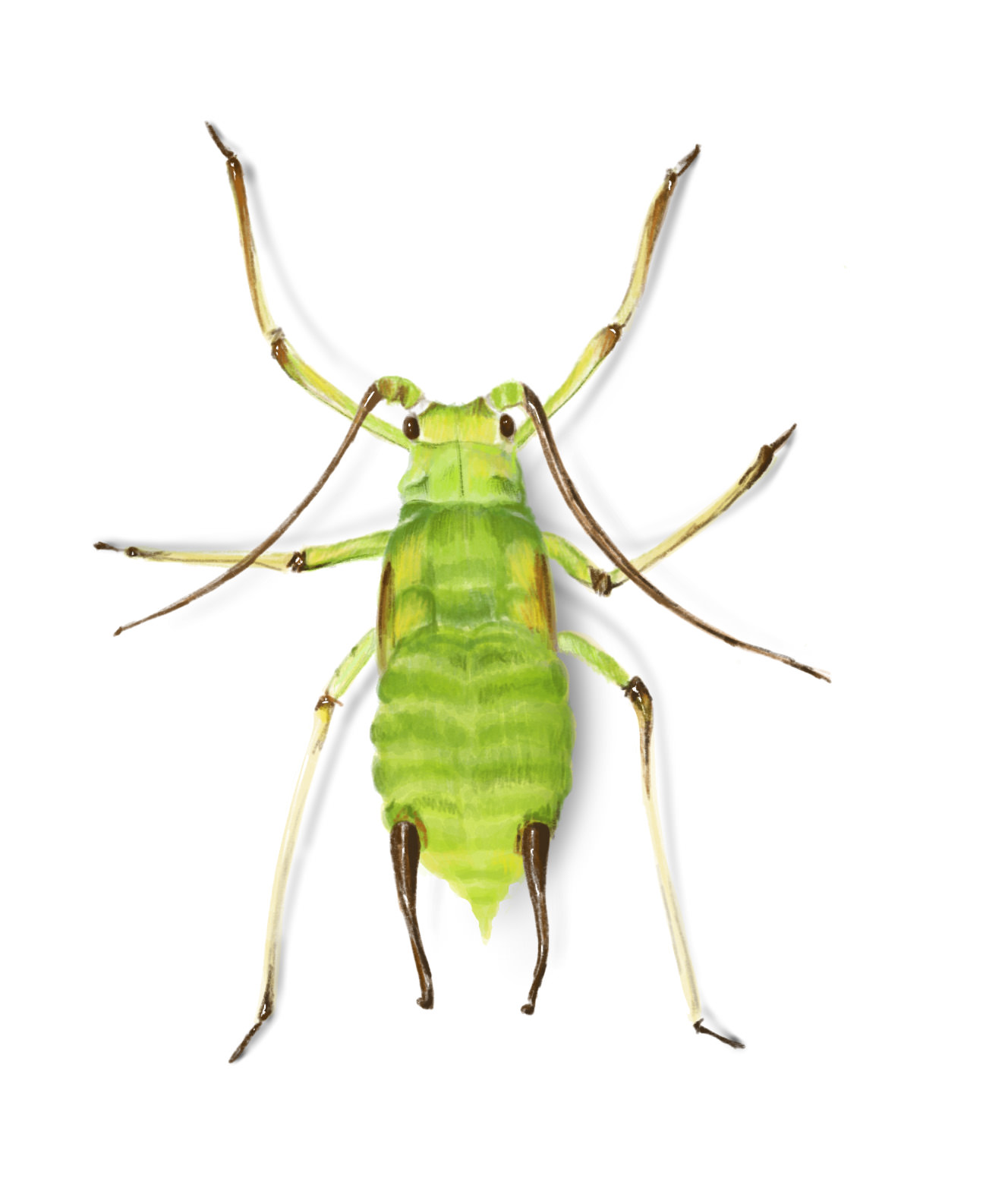 Aphid 2