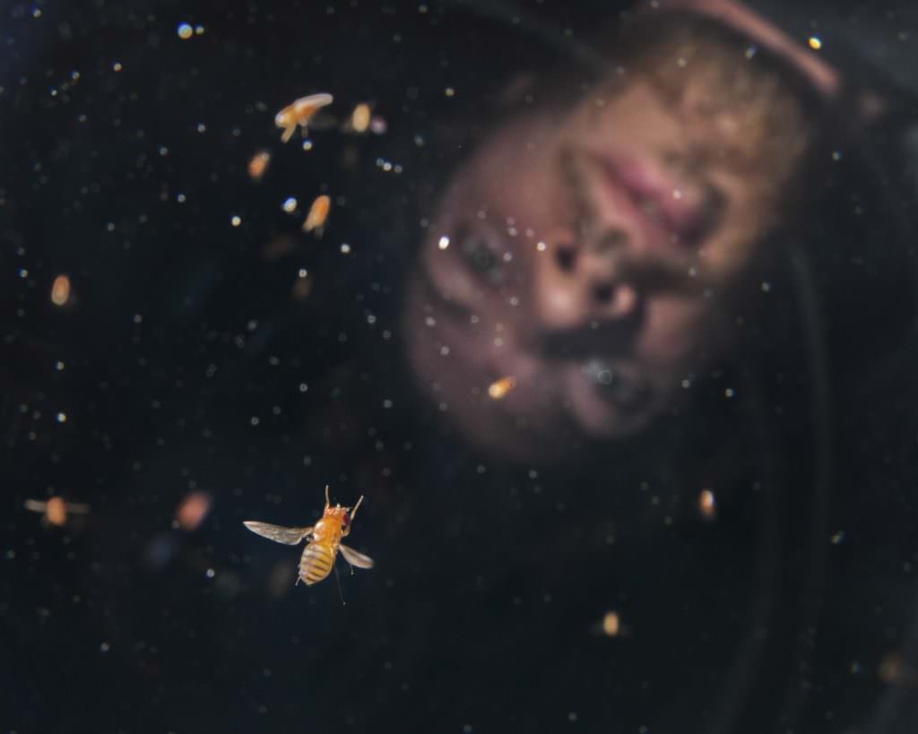 Fruit Fly research 20131019 2550