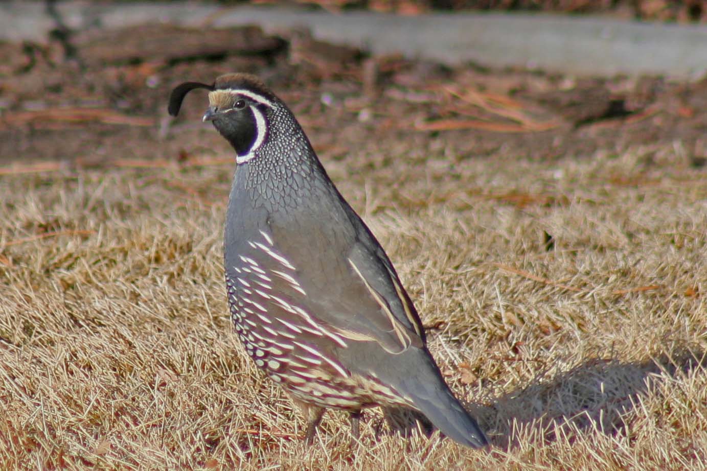 Male Calif. Quail edited 1