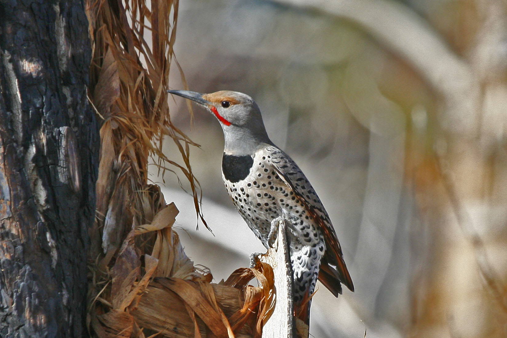 Northern Flicker