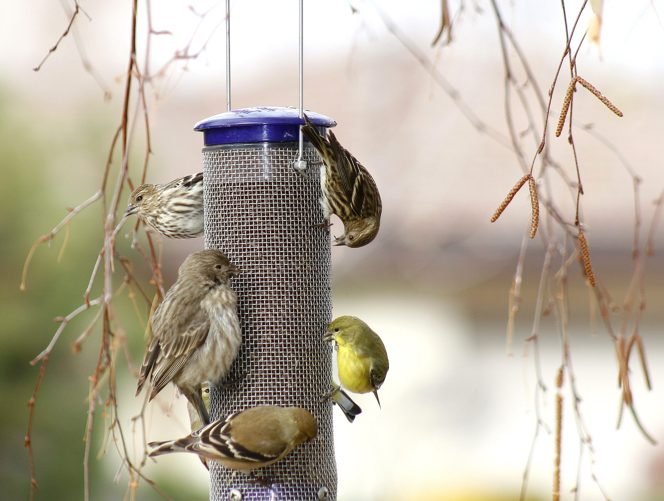 Pine Siskin House Finch American Goldfinch Lesser goldfinch