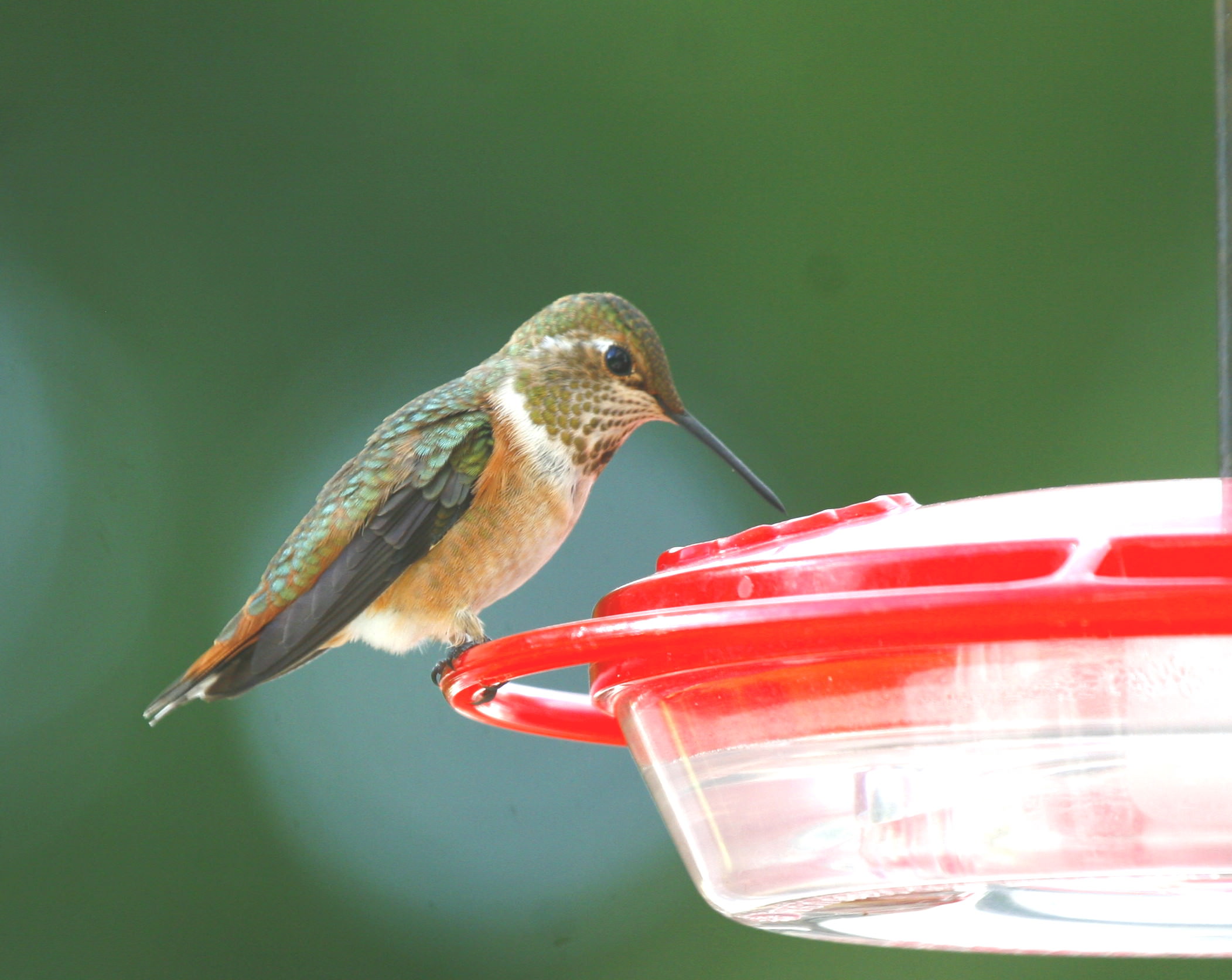 Rufous Hummingbird