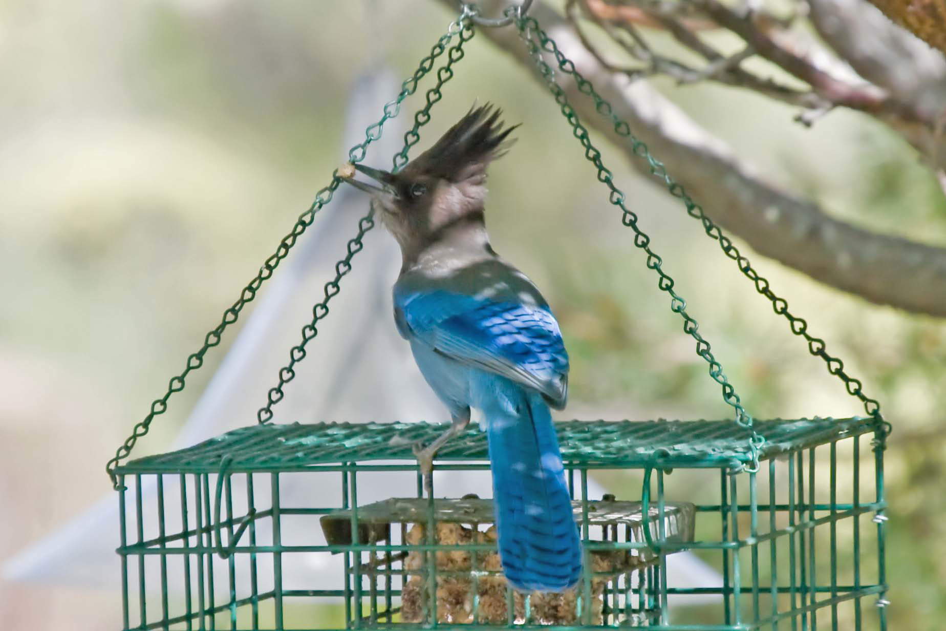 Stellers Jay on suet feeder