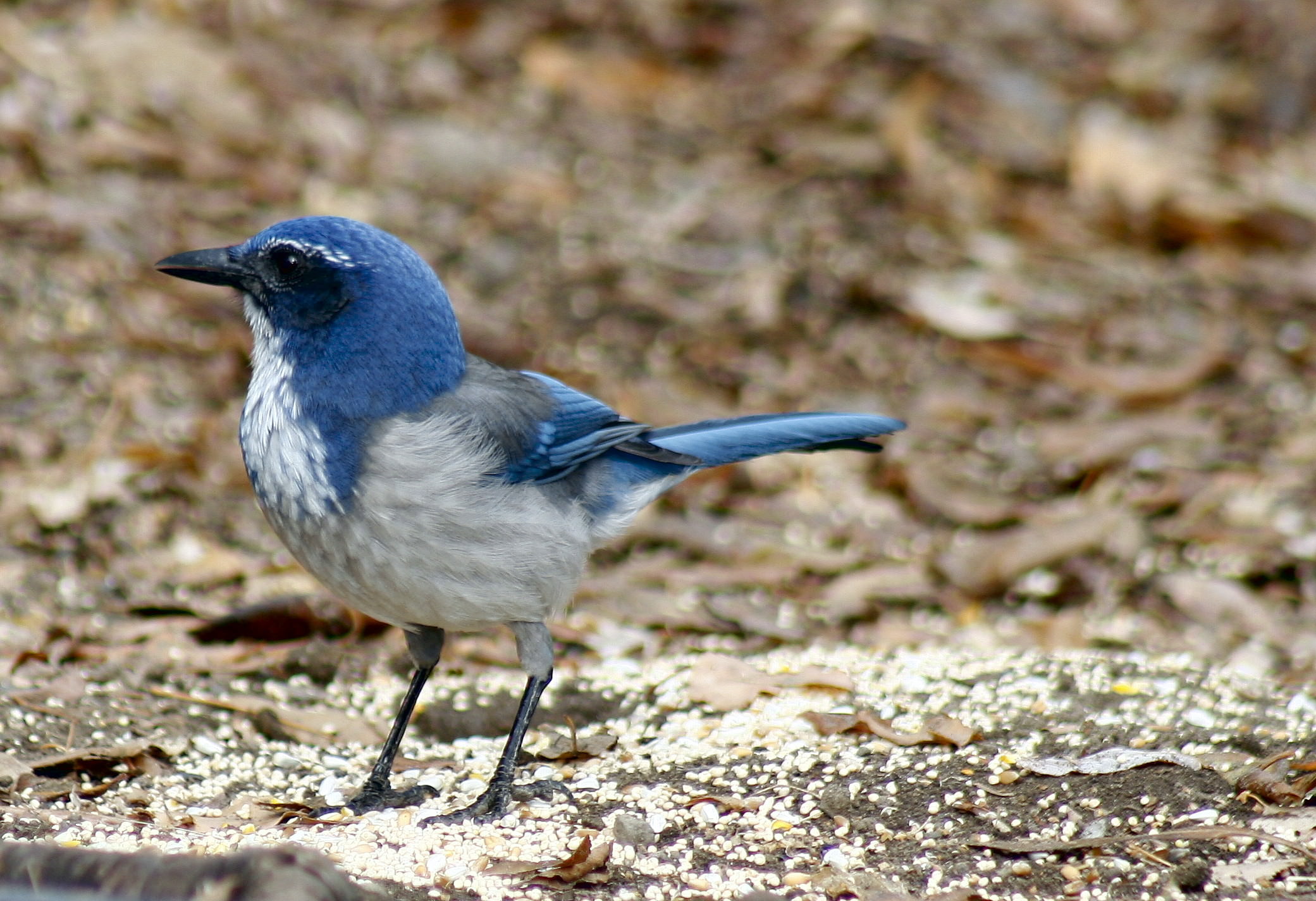 WesternScrubJay