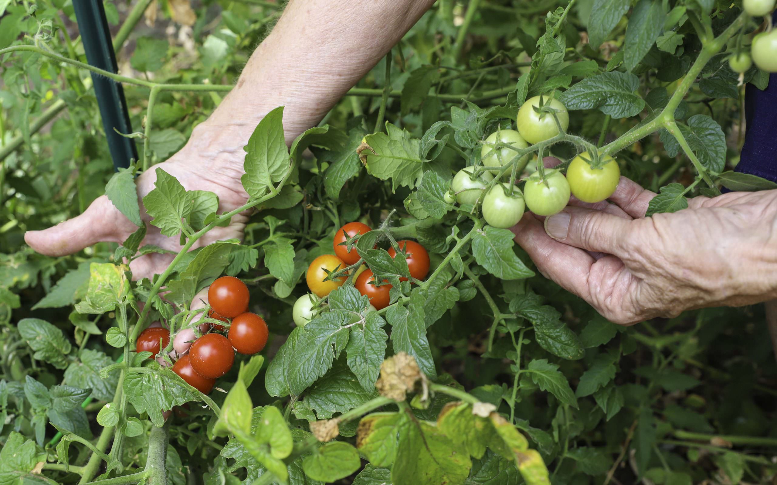 carson gardening club 12