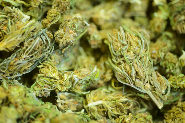 close up shot of green hemp flower buds