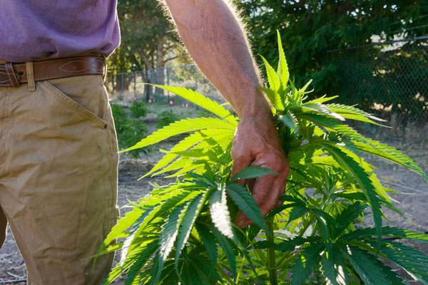 Mark O’Farrell tends his hemp farm, Sierra Nevada Hemp, in Carson City with hand holding hemp plant