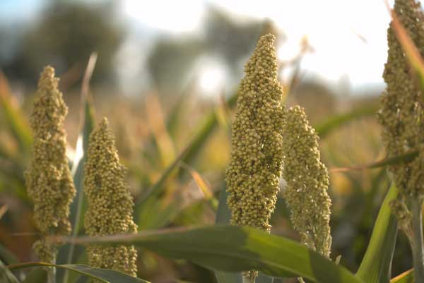 web Desert Oasis Teff and Grain Sorghum 