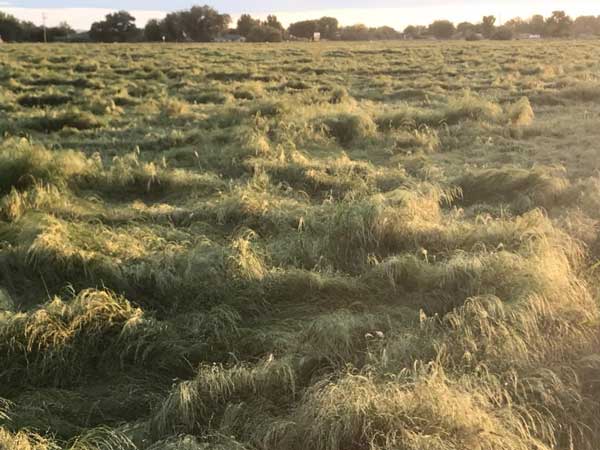 web Desert Oasis Teff and Grain8001