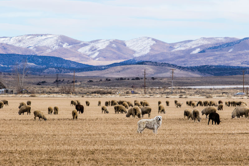 web Borda Ranch Great Pyrenees with sheep 3