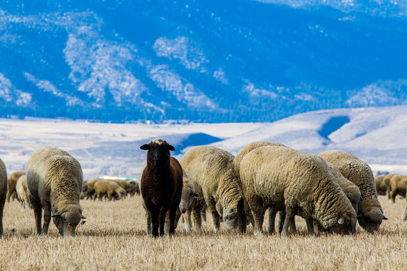web Borda Ranch Sheep and medium distance 9