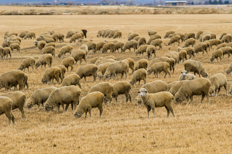 web Borda Ranch Sheep wide angle 4