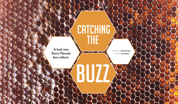 web ERT VOL11 2 Catch Buzz