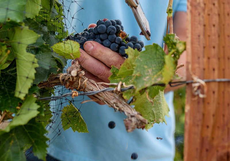 web Backyard vineyards03