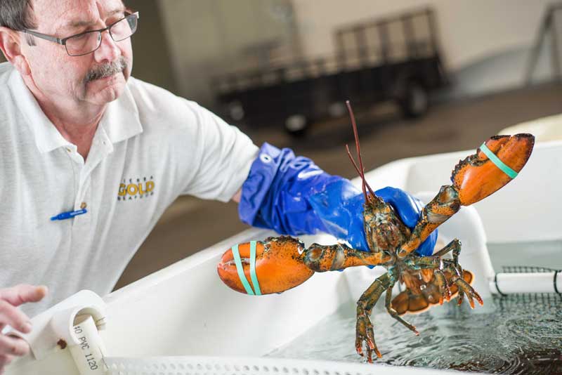 web 00 Jim Crowell SierraGoldSeafood14 fav