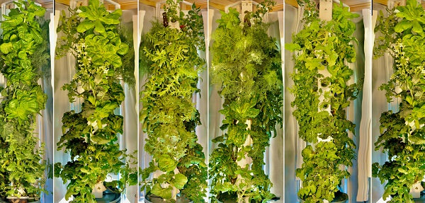 plants growing upright on columns indoors