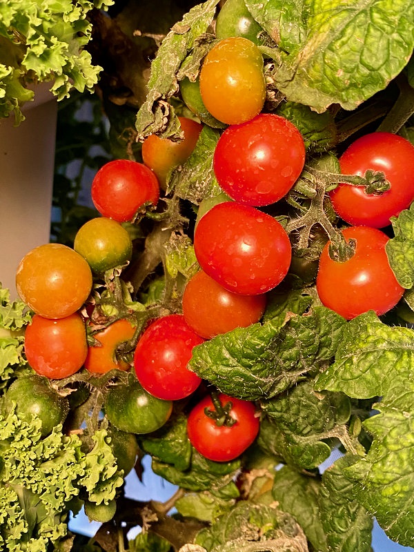 tomatoes growing