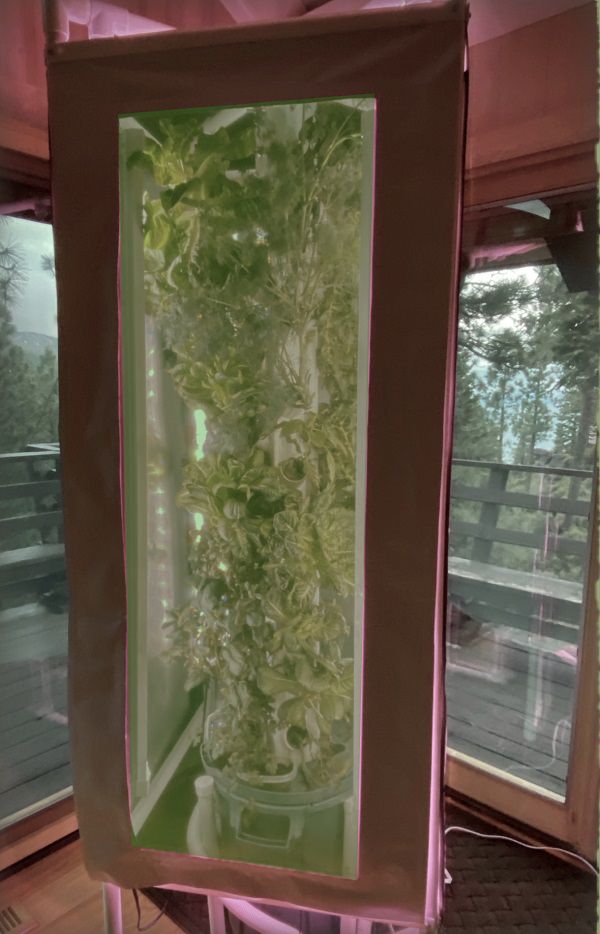 plants growing inside column with lighted frame