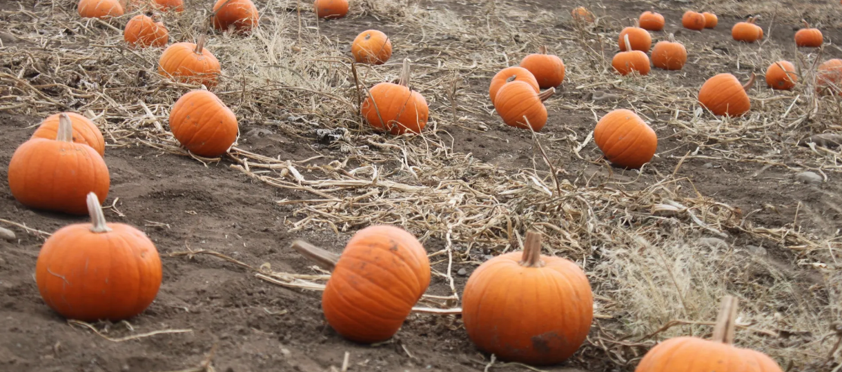 Corley Ranch Pumpkin Patch